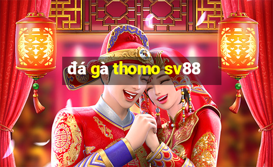 đá gà thomo sv88