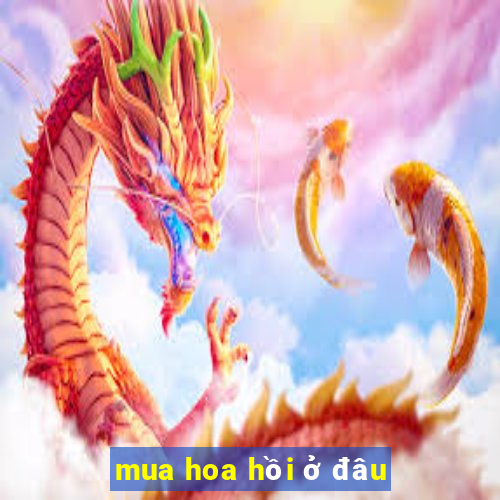 mua hoa hồi ở đâu