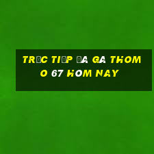 trực tiếp đá gà thomo 67 hôm nay