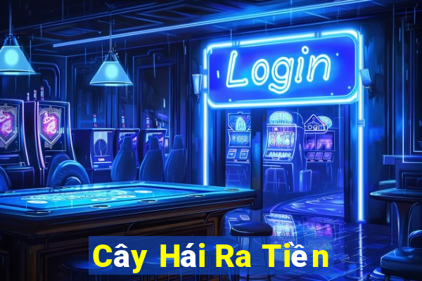 Cây Hái Ra Tiền