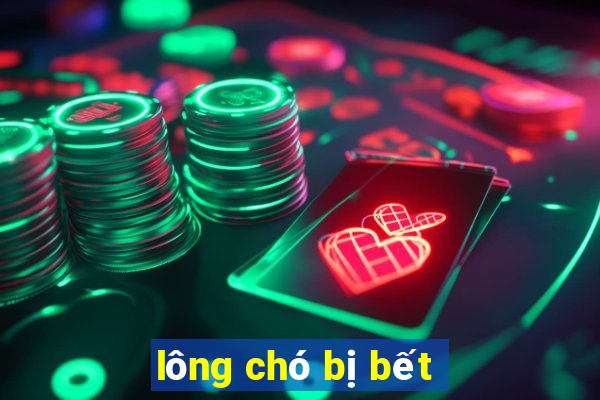 lông chó bị bết