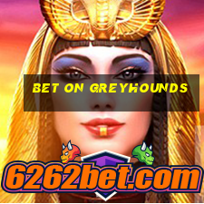 bet on greyhounds