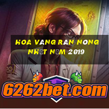 Hoa vàng rán nóng nhất năm 2019