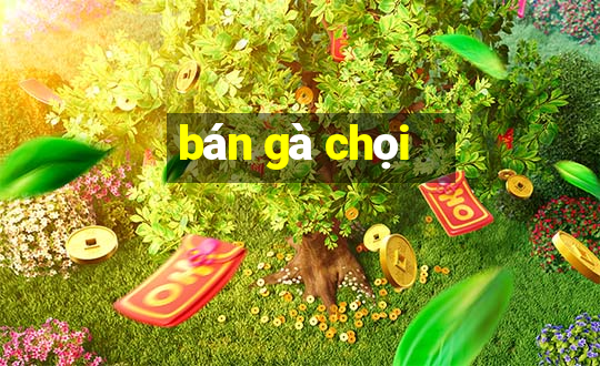 bán gà chọi