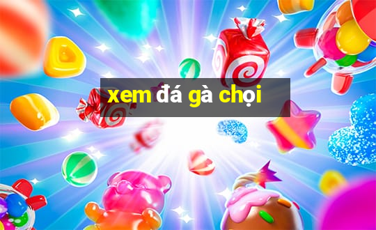 xem đá gà chọi