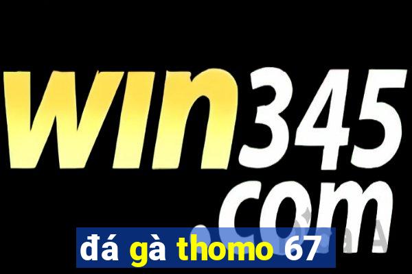 đá gà thomo 67