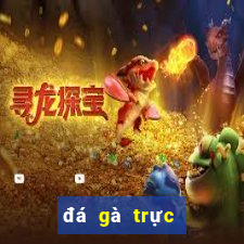 đá gà trực tiếp hôm nay trận 36