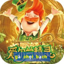 gà chọi bạch đầu hổ