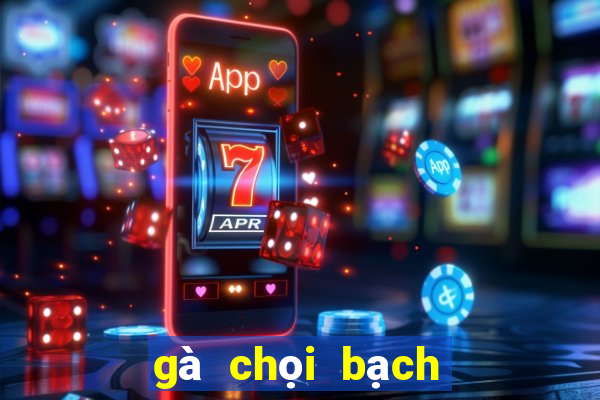 gà chọi bạch đầu hổ