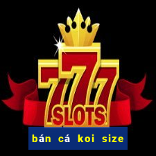 bán cá koi size nhỏ hà nội