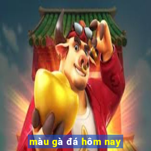 màu gà đá hôm nay