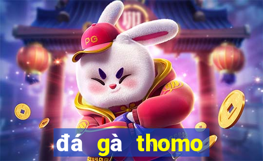 đá gà thomo trận 19 hôm nay