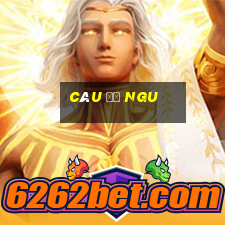 câu đố ngu