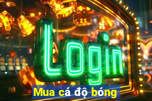 Mua cá độ bóng