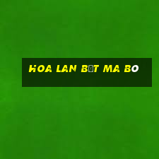 hoa lan bệt ma bó