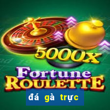 đá gà trực tiếp casino 999