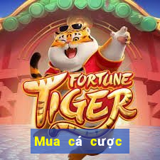 Mua cá cược bóng đá