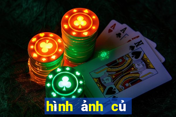 hình ảnh củ gai cho bà bầu