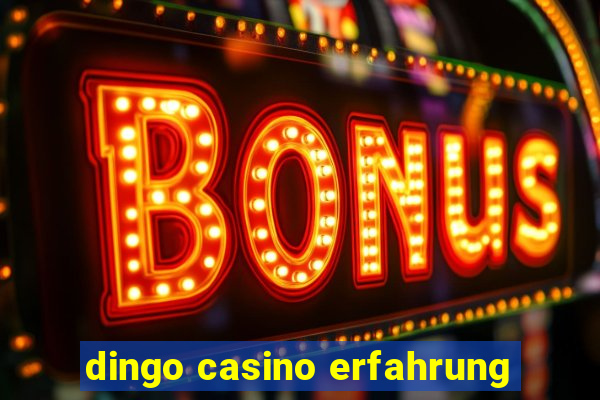 dingo casino erfahrung