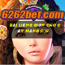 Bài Liêng giòn cho cây mãng cầu