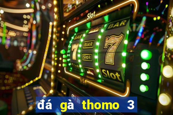 đá gà thomo 3 4 2024