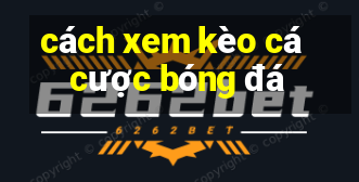 cách xem kèo cá cược bóng đá