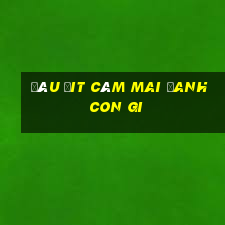 đâu đit câm mai đanh con gi