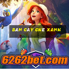 bán cây chè xanh