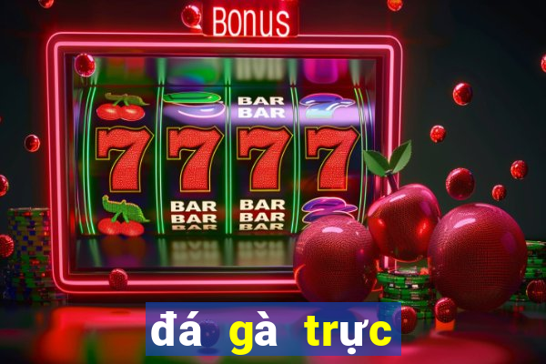 đá gà trực tiếp casino hôm nay