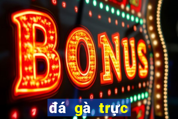 đá gà trực tiếp thomo hôm nay