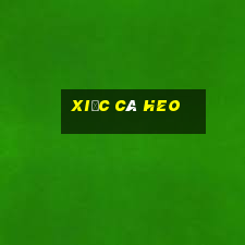 xiếc cá heo