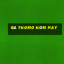 gà thomo hôm nay