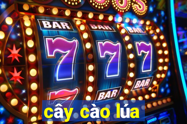 cây cào lúa