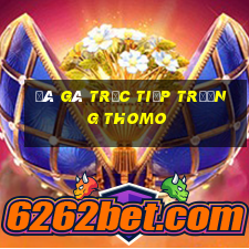 đá gà trực tiếp trường thomo