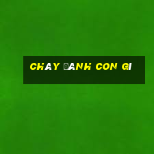 cháy đánh con gì