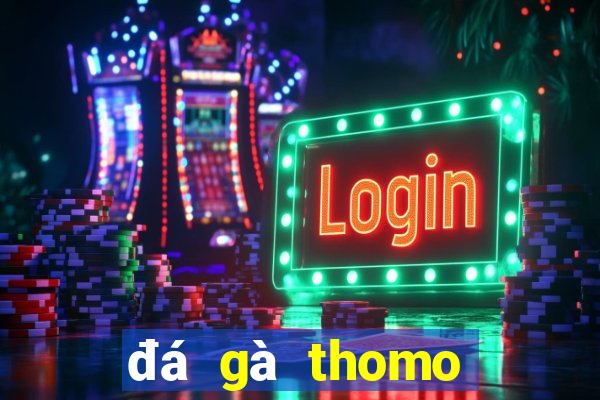 đá gà thomo hôm nay bình luận viên