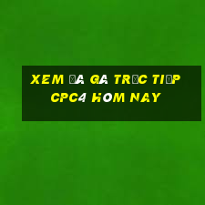 xem đá gà trực tiếp cpc4 hôm nay