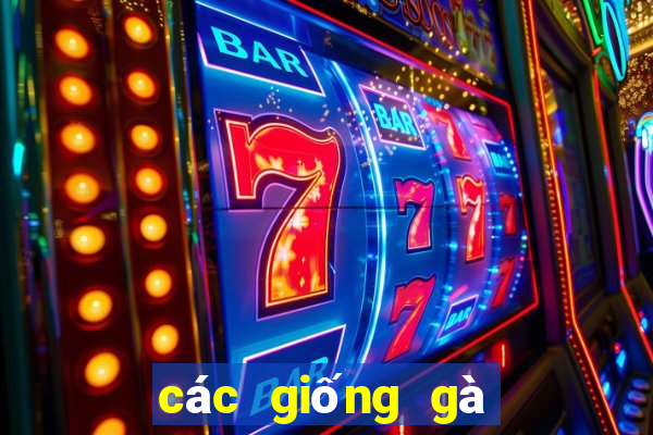 các giống gà đá trên thế giới